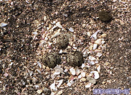 写真：2003年5月、シロチドリの卵（巣）。海岸に卵が産んであるという事に気づいた頃。