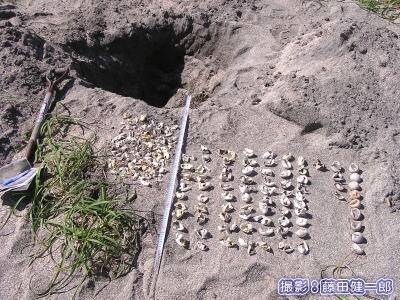海亀巣の掘出し調査中
