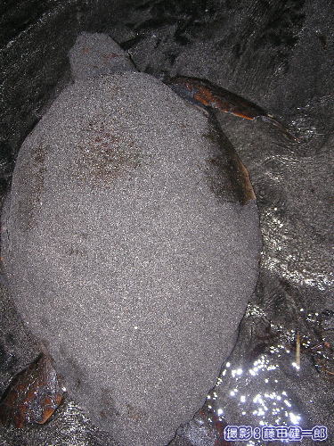 砂の塊にヒレが生えたような産卵後の母亀