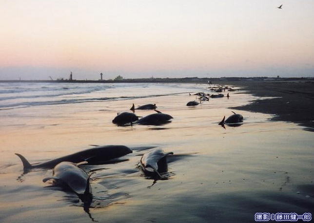 2002年2月25日の茨城県波崎町でのカズハゴンドウ集団漂着