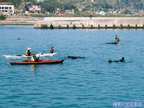 イルカを誘導するカヤッカーとサーファー