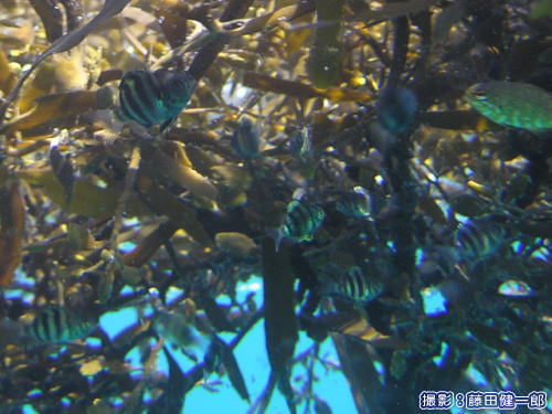 漂流するホンダワラ（海藻）の下で暮らす稚魚たち
