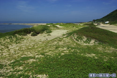 海浜植物に被われた砂丘が美しい根本海岸