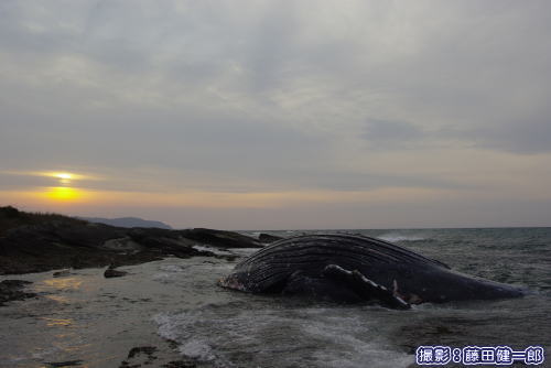 クジラと沖ノ島の夕日