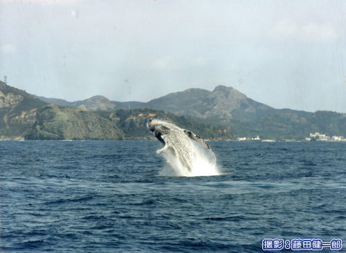 91年か92年に小笠原で撮影のザトウクジラ