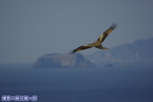 東京湾を背景に飛ぶトビ