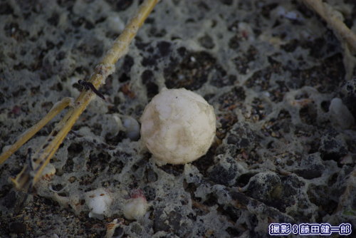 台風12号の高潮で巣から流出したウミガメの卵