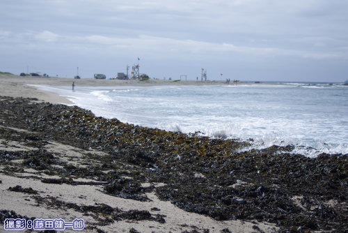 台風で打ち揚がった海藻と根本海岸