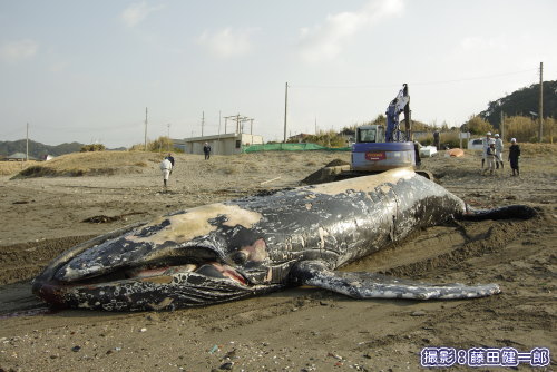 市により現場で埋設処理されるザトウクジラ