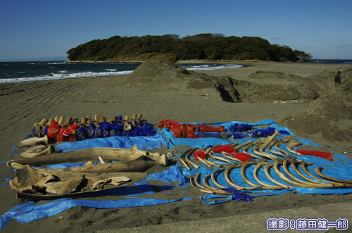 沖ノ島を背景に掘り出されたザトウクジラの骨格。