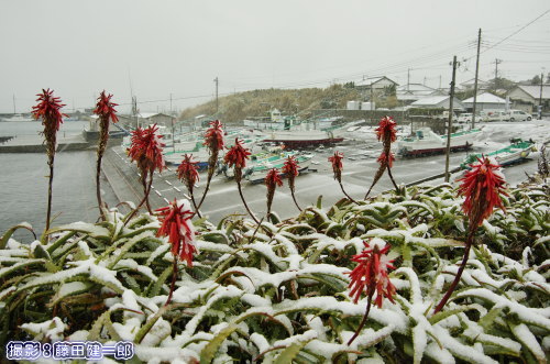 雪の港とアロエの花。