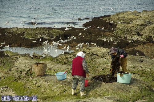 館山市でのワカメ狩りの様子。カタクチイワシが浅瀬に寄ってユリカモメも集まっています。重油漂着直前の豊かな館山の海。