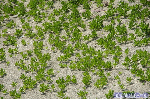 スナビキソウ群落。その名の通り水辺に最も近い場所に群落をつくり地下茎を通年保ち砂を引き寄せ保ってくれています。