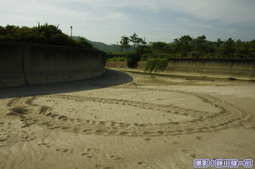 和田町で見つかったウミガメの上陸足跡。