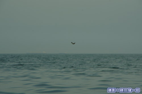 海上を飛ぶアサギマダラ。