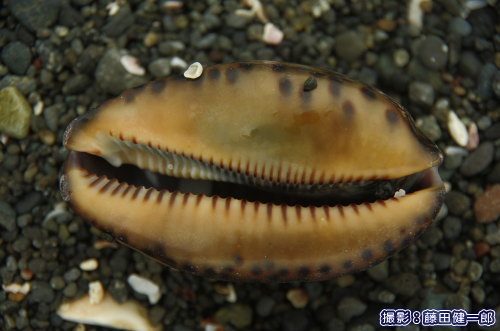 ヤクシマダカラの貝殻。