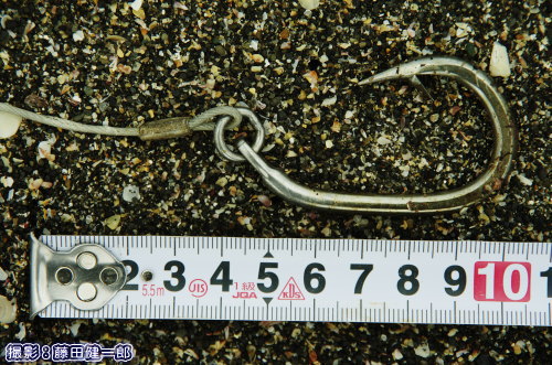 平砂浦で見つかったアカウミガメの死骸に掛かっていた釣り針。