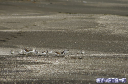 砂浜で一緒に群れている事の多いミユビシギとシロチドリ。