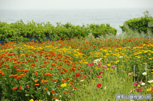 海辺の花畑。