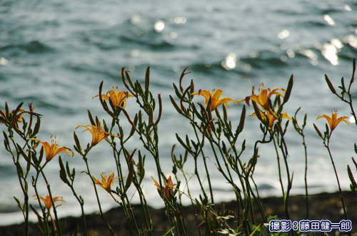 ハマカンゾウが咲きそろうとすっかり秋な海。