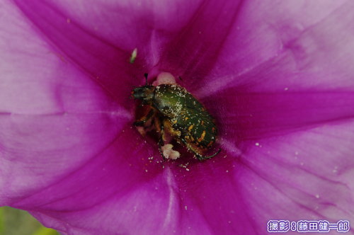 グンバイヒルガオの花の中で花粉を食すハナムグリが何匹か見られました。他には頻繁に吸蜜するキアゲハやイチモンジセセリも。そして、この日結実も初めて確認。