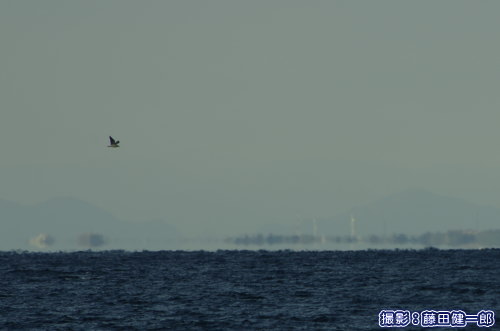 蜃気楼に浮かぶ三浦半島を背景に飛ぶカモメ類。