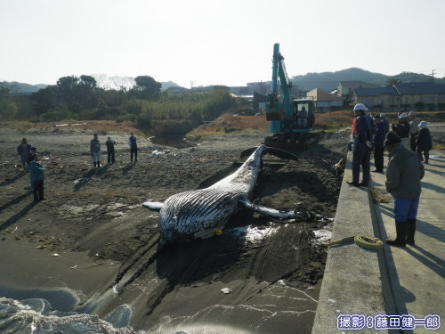 浜田で引き上げられるザトウクジラ
