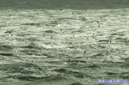 強風の海を悠々と飛ぶオオミズナギドリ。