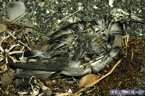 ハシボソミズナギドリと思われる死骸。オーストラリアから渡って来ながら多くの若鳥が淘汰され打ち揚がりますが、この個体は釣り糸が絡んだ事で死んだのかもしれません。