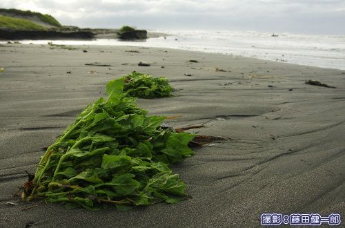 台風の高波に洗われたツルナ。種子が浮遊し分布を広げるこれらの種にとっては台風の高波は歓迎すべきもの。