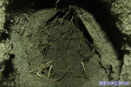 7/13滝口巣の中の様子。ハマゴウなどの海浜植物の密度が高い砂丘上に産んであったため、巣内は地下茎だらけ。
