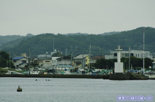 館山市内を背景に泳ぐ鯨類。