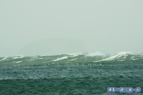 写真：岬の陰で風とウネリを凌いでいるカモメ類。富浦沖。背景に微かに見えるのは浮島。もちろん岸からの撮影です。