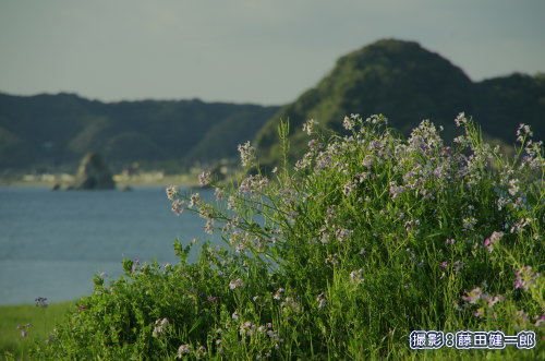 写真：海岸ではハマダイコンの花が満開です。