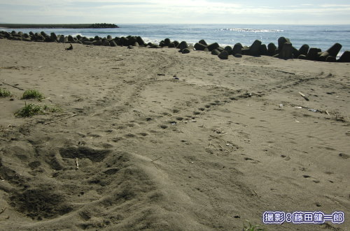 千倉で見つかったウミガメの上陸痕。海岸に並べられたテトラポッドの間を縫って上陸し帰海なければなりませんでした。