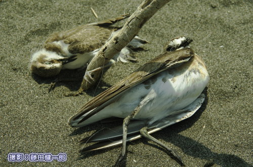 ひとつの釣り糸に2羽もシギ、チドリが絡まって死んでいました。