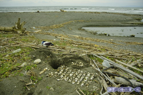 7/21巣の周辺の様子。右は川。巣を掘り出した穴の脇には記録のために並べたウミガメ卵殻。