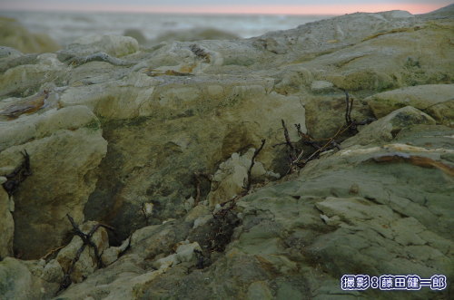 主に平たく波を被りやすい砂浜やガレ場で生息するスナビキソウですが、しっかりと頑丈な岩場に地下茎を這わせて再拡大への備えをしてあります。