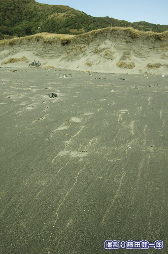 波によって大きく削られ崖のようになってしまった平砂浦海岸の砂丘。手前には辛うじて地下茎を残したグンバイヒルガオ。