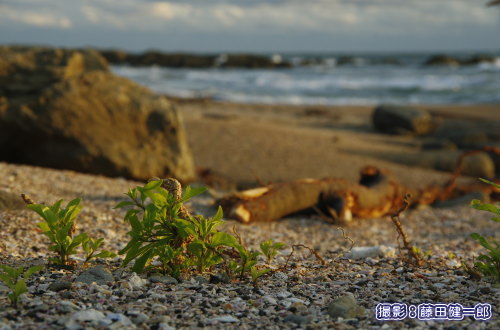 散々波に洗われてしまった海岸で地下茎を維持し、真っ先に葉を広げたクコ。