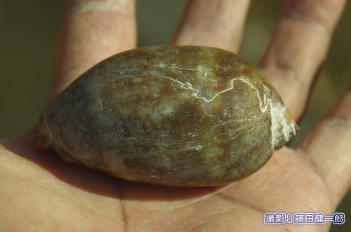 個人的に好きな貝。最近東京湾岸でも大きい個体が見つかるようになりました。