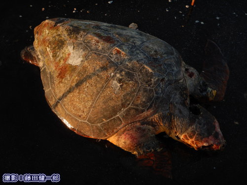 写真：塩見に漂着していたアカウミガメの死骸。あらゆる自然物の漂着には、まず死があるということを忘れないでいたいです。