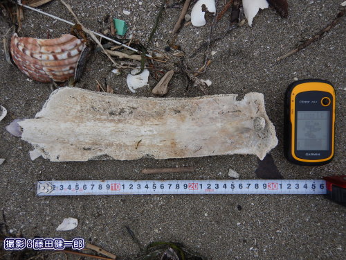 東京湾の真ん中である富津で見つかったウミガメの甲骨。迷い込んだのでしょうか？