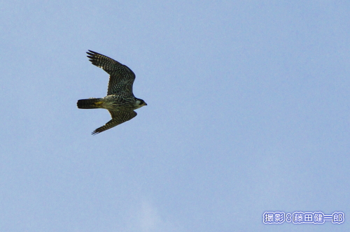 写真：巣のそばを通りかかったハヤブサの若鳥。このあとに猛烈に追い立てられます。