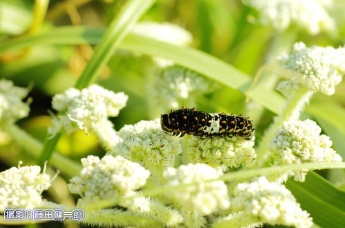 写真：ハマボウフウにいたキアゲハの幼虫。