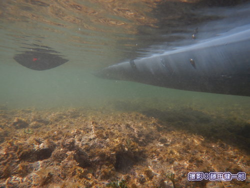 写真：カヤックは浅瀬の探索にも最適です。黒いのはパドル、青いのが船体。