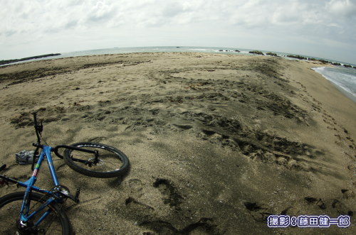 写真：根本海岸特有のMの字を書いて卵を産まずに海に戻ったウミガメの足跡。