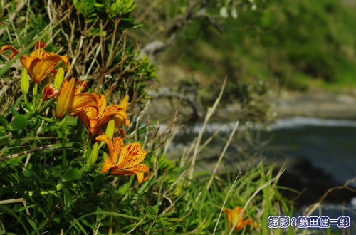 写真：スカシユリが咲いたらもう夏です！