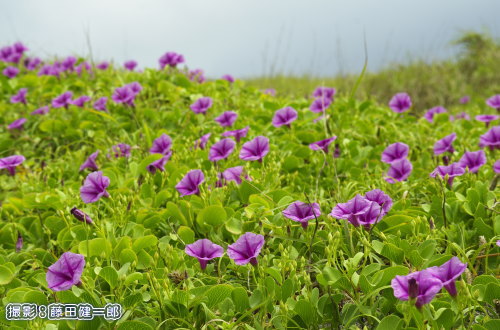 写真：今年も館山市のグンバイヒルガオが咲きました。