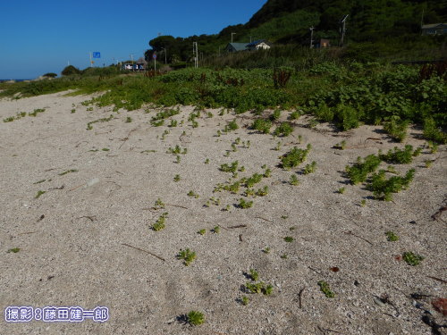 写真：台風12号の波を免れたスナビキソウ群落。昨年の台風21号で波を受けた海岸は今回波を受けなかった形です。